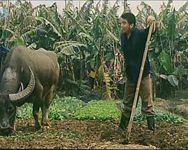 都市牧羊曲封面图