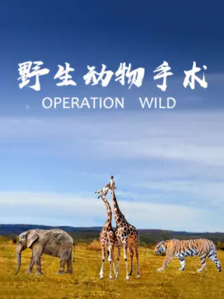 野生动物手术封面图